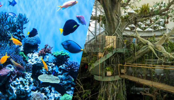 Dubai Mall Aquarium & Green Planet combo