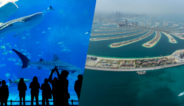 Lost Chambers Aquarium and The View at the Palm Combo